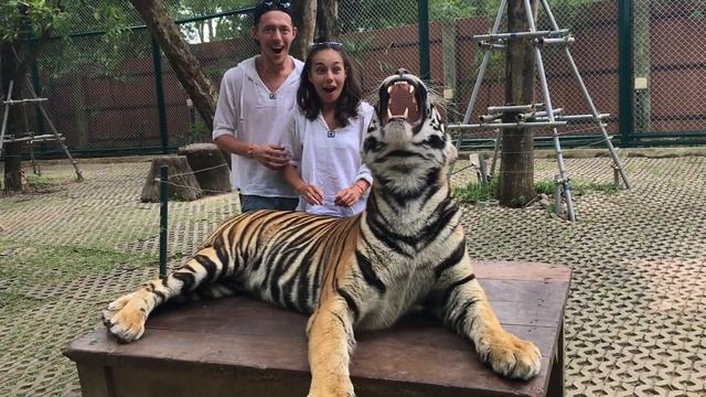 Королевство тигров на Пхукете/Tiger Kingdom/Таиланд смотреть онлайн