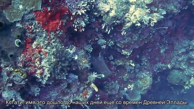 Значение имени Харита. Толкование, судьба, характер смотреть онлайн