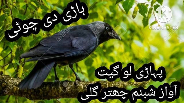 Harri Di Choti | Pahari Lo Geet singer shabnam chatterguly HARRI DI CHOTI 2022 | #paharisong смотреть онлайн