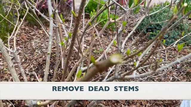 Pruning Little Lime Hydrangeas смотреть онлайн