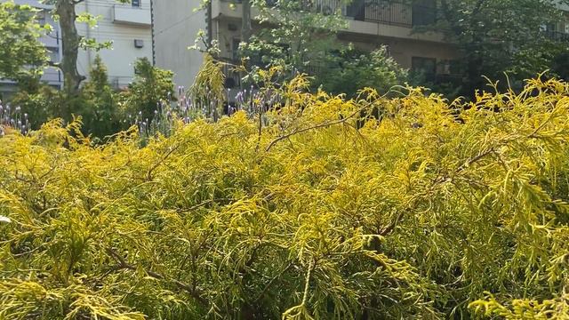 Thuja occidentalis, Europe Gold смотреть онлайн