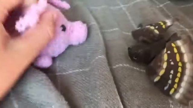 Поросёнок продавец киндер сюрприз попался кроличий сыч смотреть онлайн