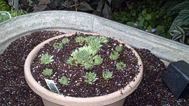 Easy How to Sempervivum Hen & Chicks Propagation - Great for Beginners смотреть онлайн