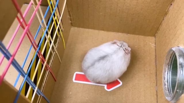 ?SHARK vs Hamster | Hamster Maze with Traps ? смотреть онлайн