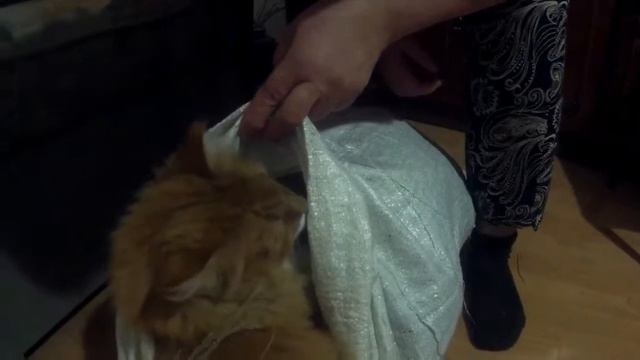 рыжик и травка дача под Архангельском смотреть онлайн