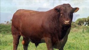 Пастбищный нагул и откорм бычков на мясо | КРС | Мясное скотоводство | Крупный Рогатый Скот