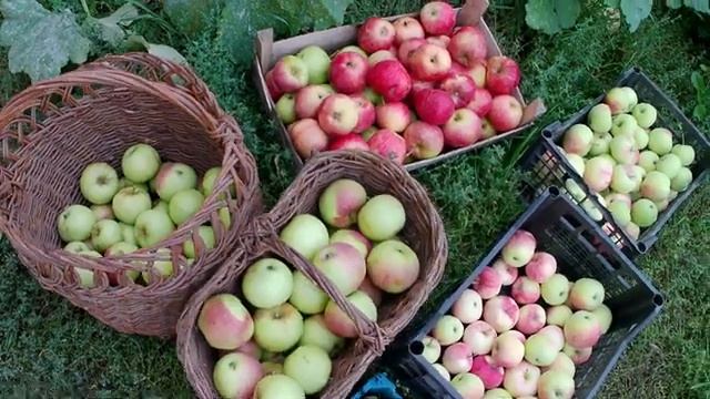 Урожай летних яблок сорт Мельба и осенних. Вес крупных яблок в 2022г. Хранение яблочного урожая. смотреть онлайн