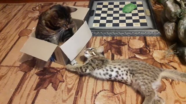 БЕНГАЛЬСКАЯ КОШКА ДЕРЕТСЯ С КОТЕНКОМ ЗА КОРОБКУ смотреть онлайн