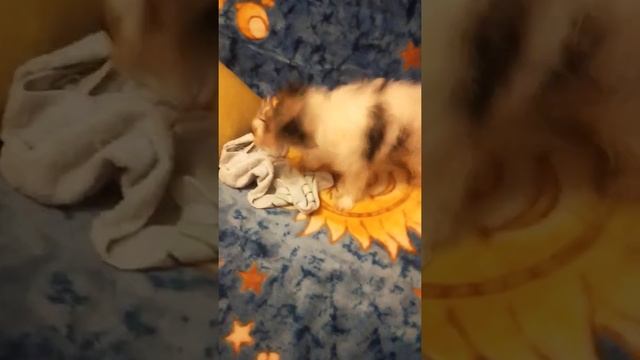 Фил Ричирд вытирает лапки смотреть онлайн