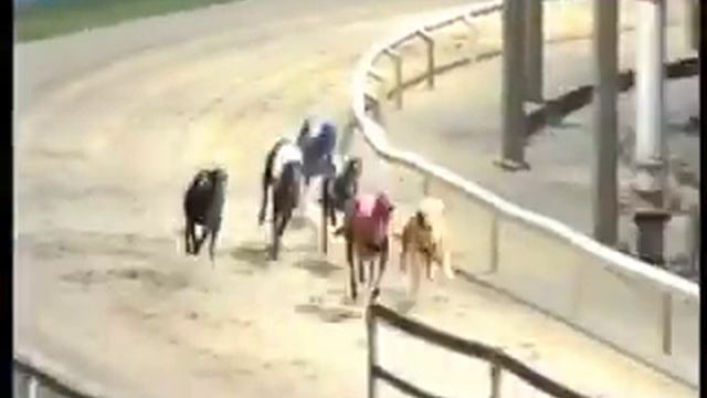 Greyhound Racing - The Dogs - Sean White feature смотреть онлайн