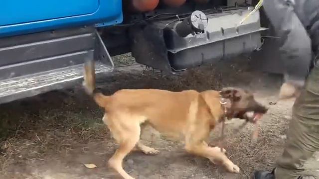 K-9 Поиск Марат машина 1 смотреть онлайн