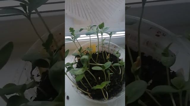 выращивание арбузов и дыни смотреть онлайн