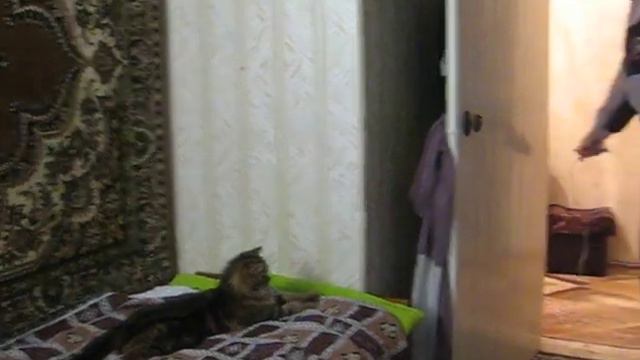 Кошачий паркур (Норвежская лесная) смотреть онлайн