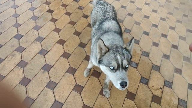 Хаска по имени Соня смотреть онлайн
