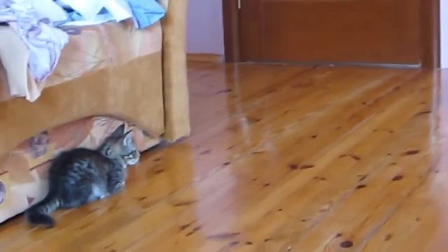 Шиншила и кот смотреть онлайн