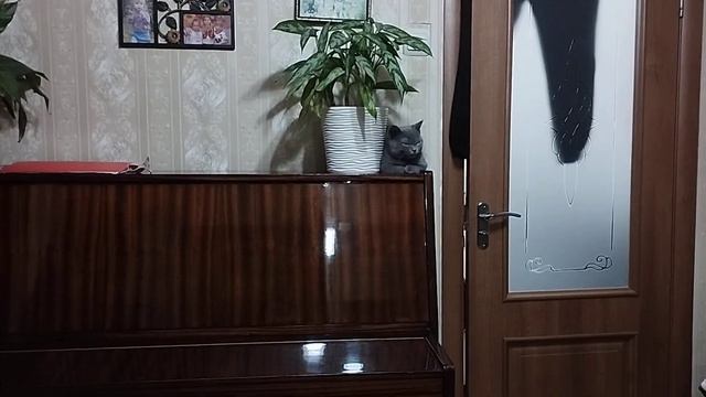 Самый известный котёнок Саймон под пальмами 🌴 смотреть онлайн