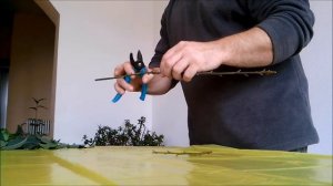 Как вырастить лавр ( лавровый лист)