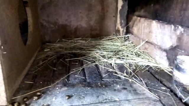 Окрол крольчихи,поведение перед окролом,осмотр гнезда после окрола смотреть онлайн