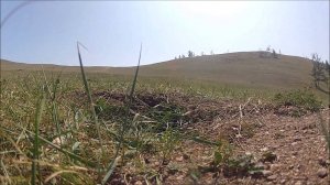 Видео охота. Суслик. Часть 1.