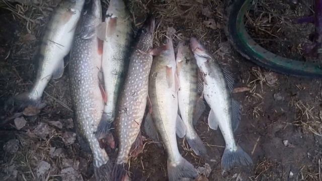 Бешеный клев судака и щуки смотреть онлайн