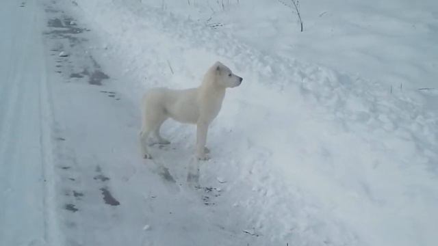 !Продажа! алабай от питомника Virej 2 смотреть онлайн