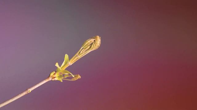Метафорическая сказка "ГОРДЫЙ"? Поучительные истории. Сказки для детей. Сказки для взрослых. смотреть онлайн