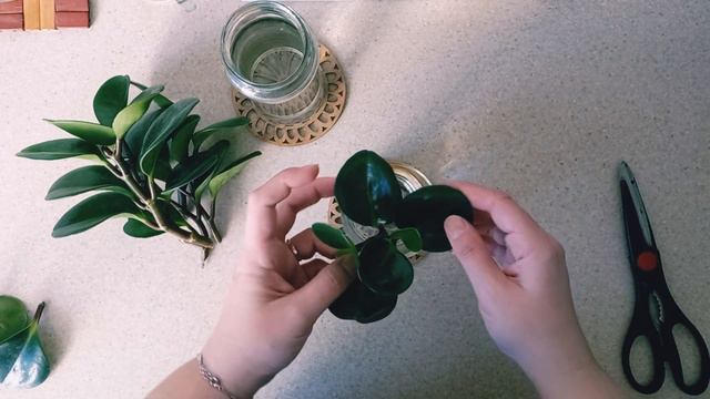 Комнатные растения. Черенкование пеперомии. Укоренение. Часть 1. #комнатныерастения#пеперомия смотреть онлайн
