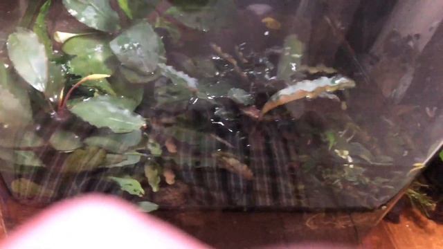 Bucephalandra sp. Achilles секрет выращивания!!! ч.2 смотреть онлайн