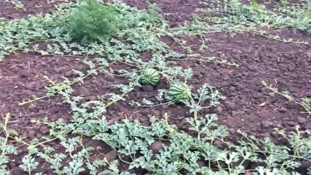 Выращивание арбузов Кримсон руби, Маракеш, Хилон и классный загадочный арбуз. смотреть онлайн