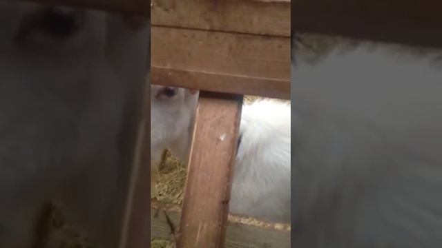 Козлы заанинской породы , БеМеМу смотреть онлайн