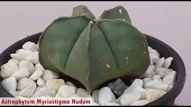 Astrophytum myriostigma nudum смотреть онлайн