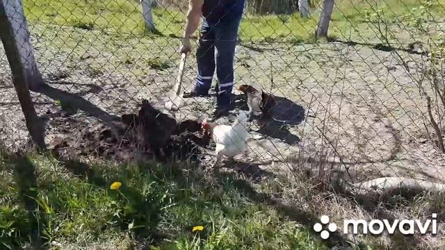 Сажаем Огурцы, Тыкву./Работаем в огороде. смотреть онлайн