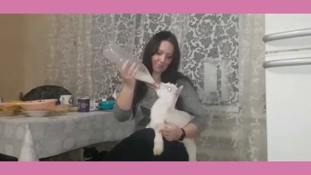 Новорожденую кормим только с соски! козуля Мая. смотреть онлайн