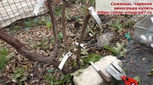 Прививки 2023 года, перепрививка трех рукавов виноградного куста . Пузенко Наталья Лариасовна