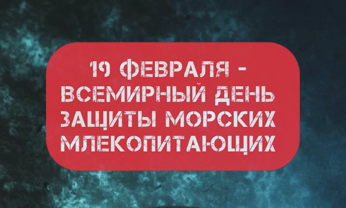 Всемирный день защиты морских млекопитающих
