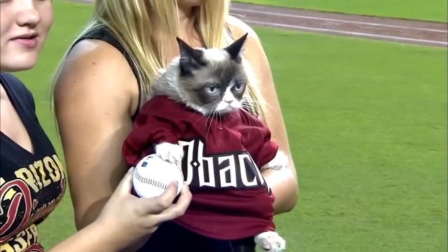 Grumpy Cat throws out the first pitch смотреть онлайн