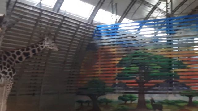 Зоопарк лето 2020 смотреть онлайн