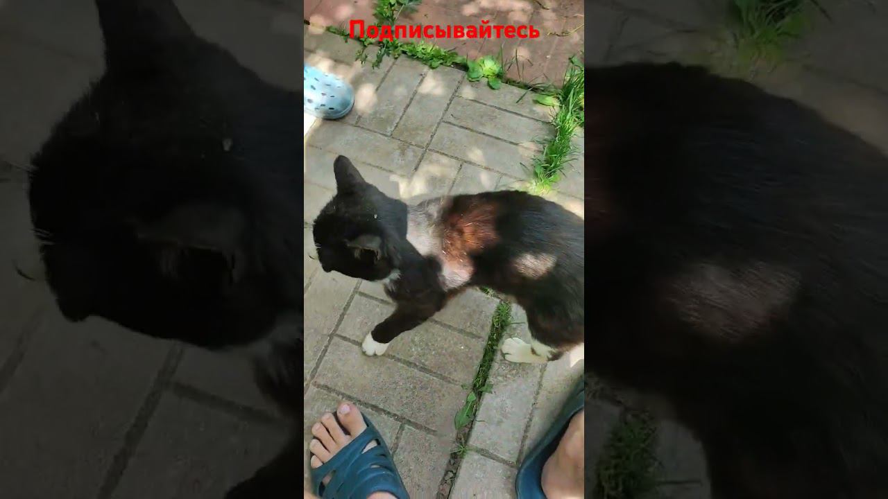 Просит покушать! смотреть онлайн