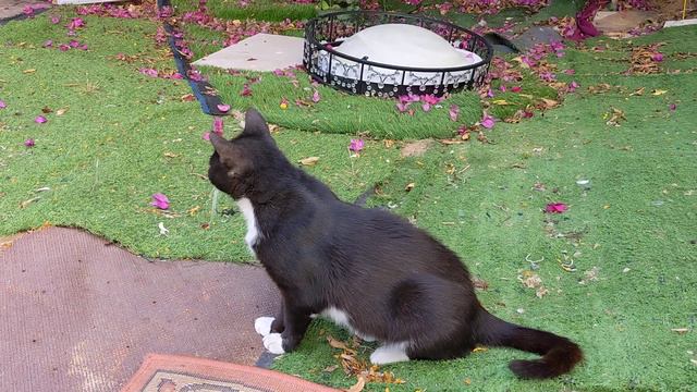 Funny feral cats Meow playing on carpets 😸 Милые дворовые кошки Мяукают играются на коврах 面白い猫 смотреть онлайн
