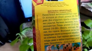 Рассада Баклажан сорта  МРАМОРНЫЙ  выросла Хорошей и готова к высадке в Открытый Грунт. 19 мая 2023