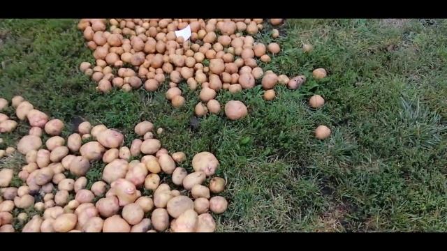 ?? УРОЖАЙ КАРТОФЕЛЯ В ЭТОМ ГОДУ. СОРТА ПИКАССО, СЕРПАНОК, ПОВИНЬ... смотреть онлайн