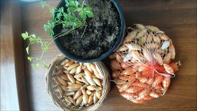 Озимый лук севок. Мой выбор. смотреть онлайн