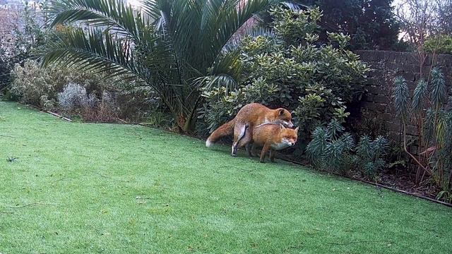 Foxes Mating