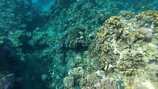 Egypt 2021 . Snorkeling with fish in the Red sea at Sharm-El-Sheikh. смотреть онлайн