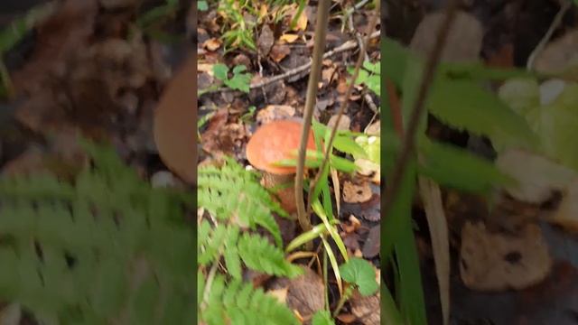 Анастасия Пчелина 25.09.2023 Ленинградская область Ломоносовский район поляна грибов подосиновиков смотреть онлайн