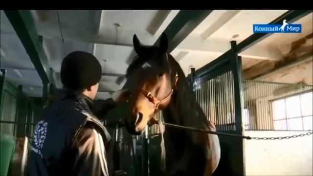 Конный завод "Орловский Фаворит". 1 часть смотреть онлайн