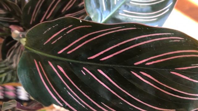 Calathea Nerds: Ornata Drama & History