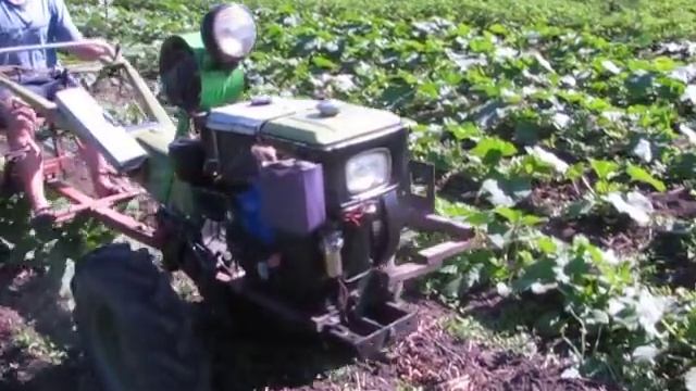 Обробіток міжрядь гарбузів мотоблоком / Обработка междурядий тыквы мотоблоком смотреть онлайн