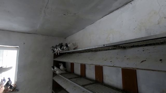 ВЕНГЕРСКИЕ ГОЛУБИ и ПЕВЧИЕ ПТИЦЫ АРТЁМА смотреть онлайн