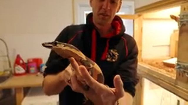 KEEPERS COLLECTIONS: Episode 6 - Dragon Training Mobile Zoo смотреть онлайн